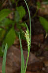 Broad looseflower sedge